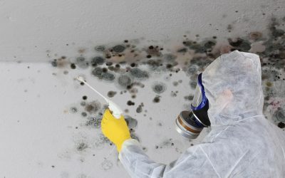 Mold Remediation, Mold treatment, Mold Specialist